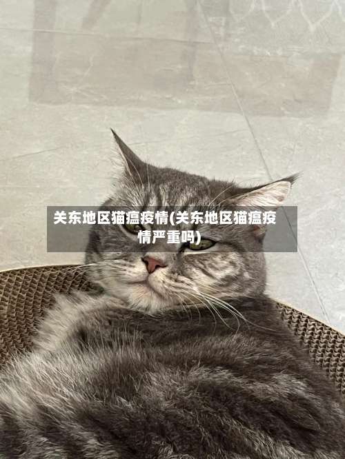 关东地区猫瘟疫情(关东地区猫瘟疫情严重吗)-第1张图片