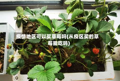 疫情地区可以买草莓吗(从疫区买的草莓能吃吗)-第1张图片